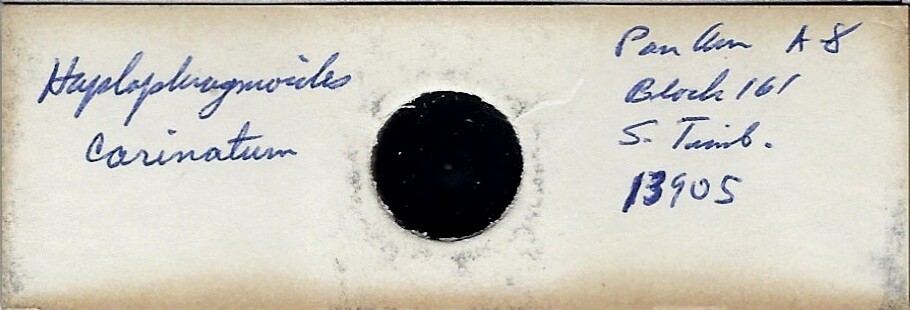 Foraminifera Haplophagmoides carinatum Microfossil Microscope Slide