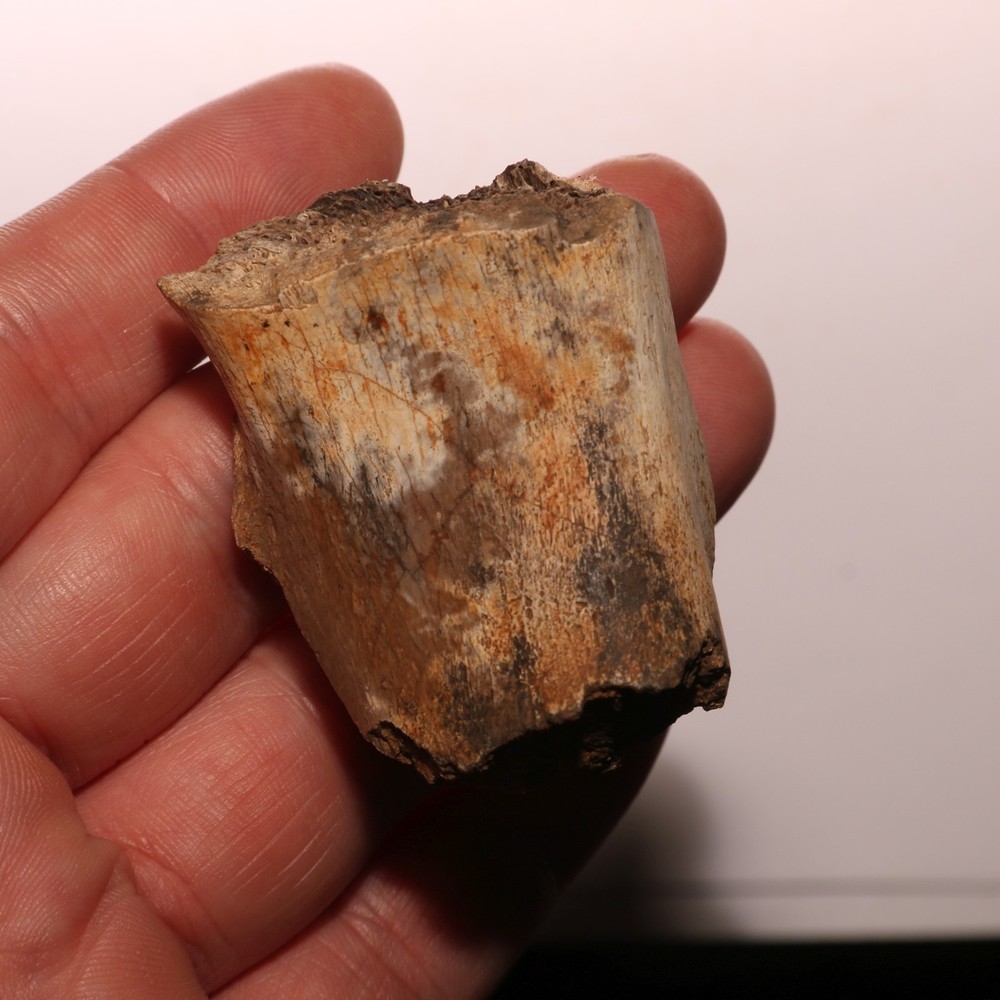 Dinosaur Bone Fossil - Hell Creek Formation - Cretaceous
