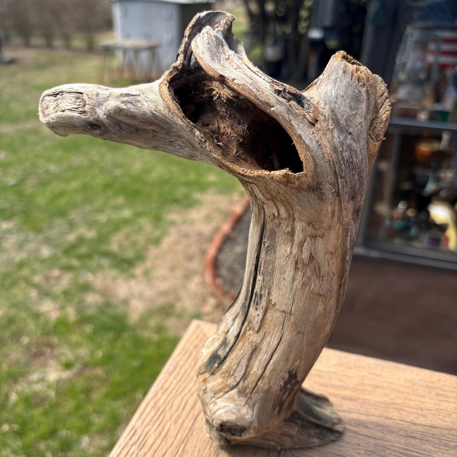 Small Tree Shaped Driftwood 9x3x7 – Sculptural Wood with Hollows Aquarium