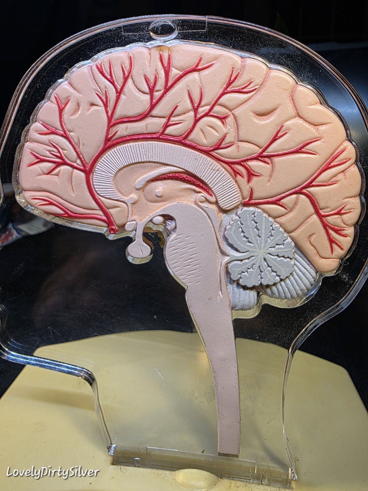 Horror 2002 3D Brain Neuroanatomical Medicine Promo ~ Doctor's Display