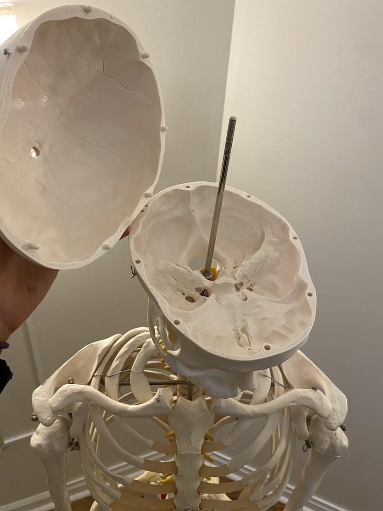 Fred The Flexible Skeleton Anatomical Model