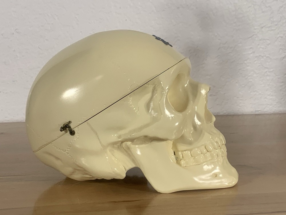 Anatomically Correct Life Size Skull Removable Cranium & Brain Teaching Aid