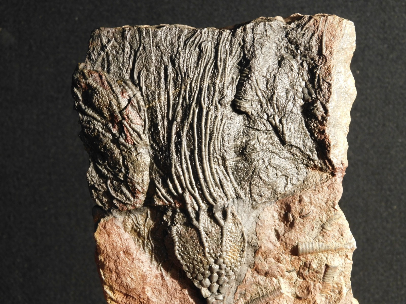 LARGER! 430 Million Year Old! CRINOID Fossil or Sea LILY Fossil Morocco 686gr