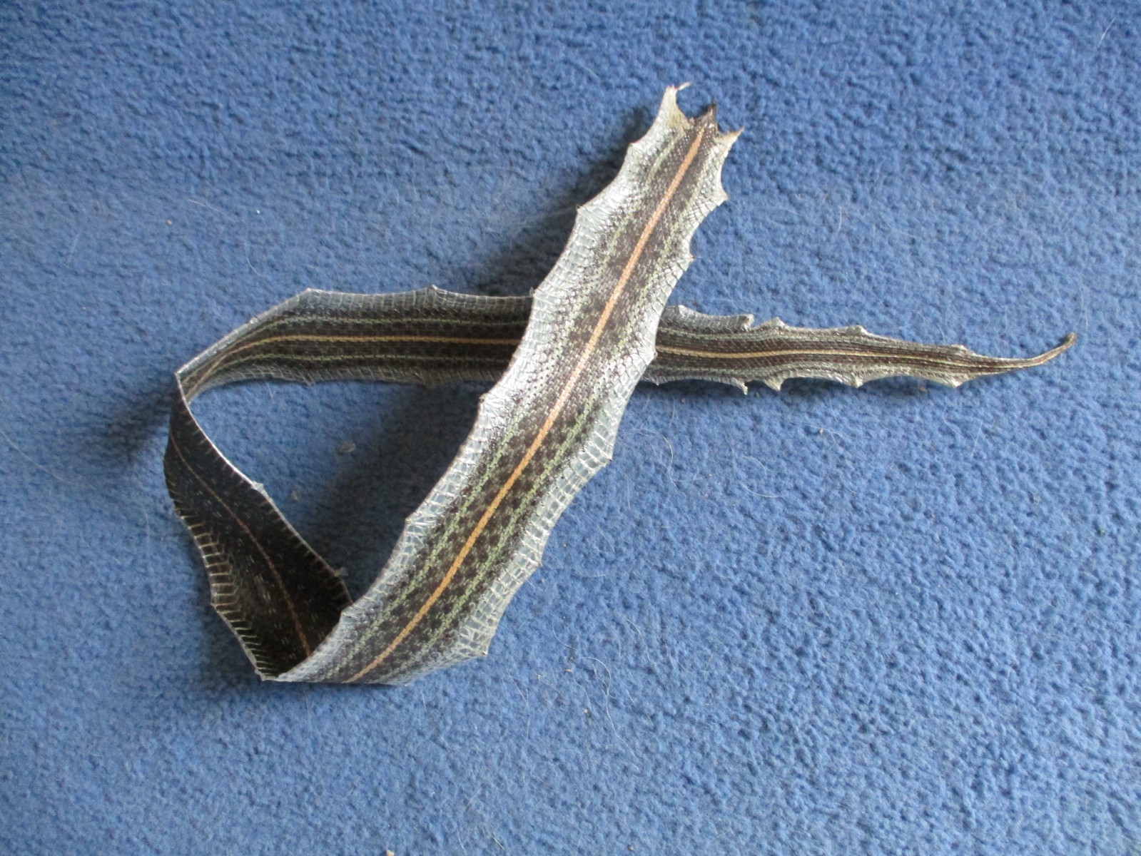 garter snake skin garden snake hide DRY NOT TANNED wrap pen blanks 30 in.P7