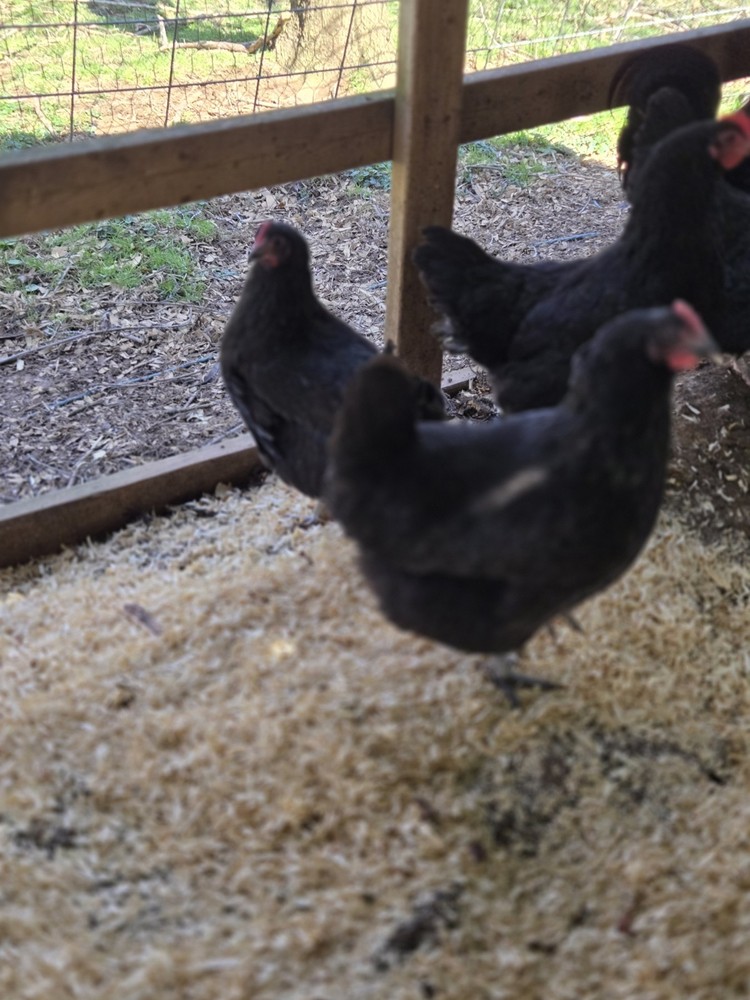 Black Australorp Purebred Chicken Hatching Eggs 12 Plus 2 Extra