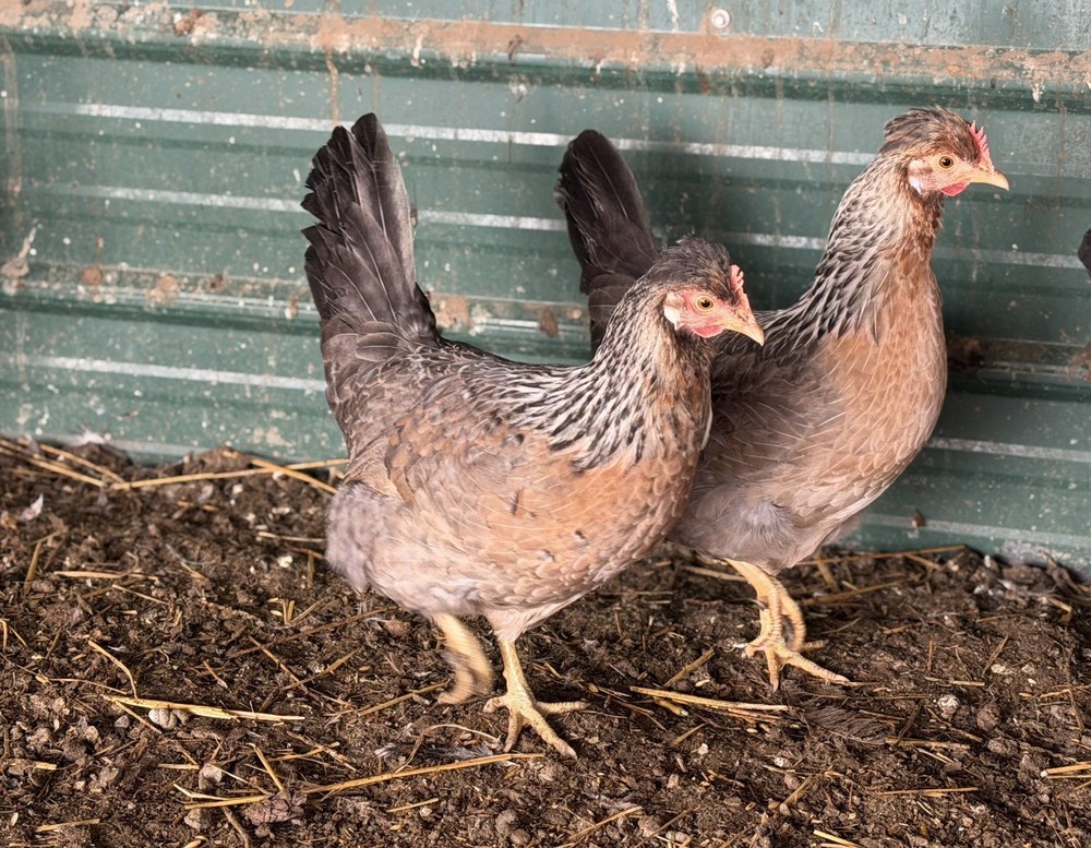 12 Cream Legbar Hatching Eggs