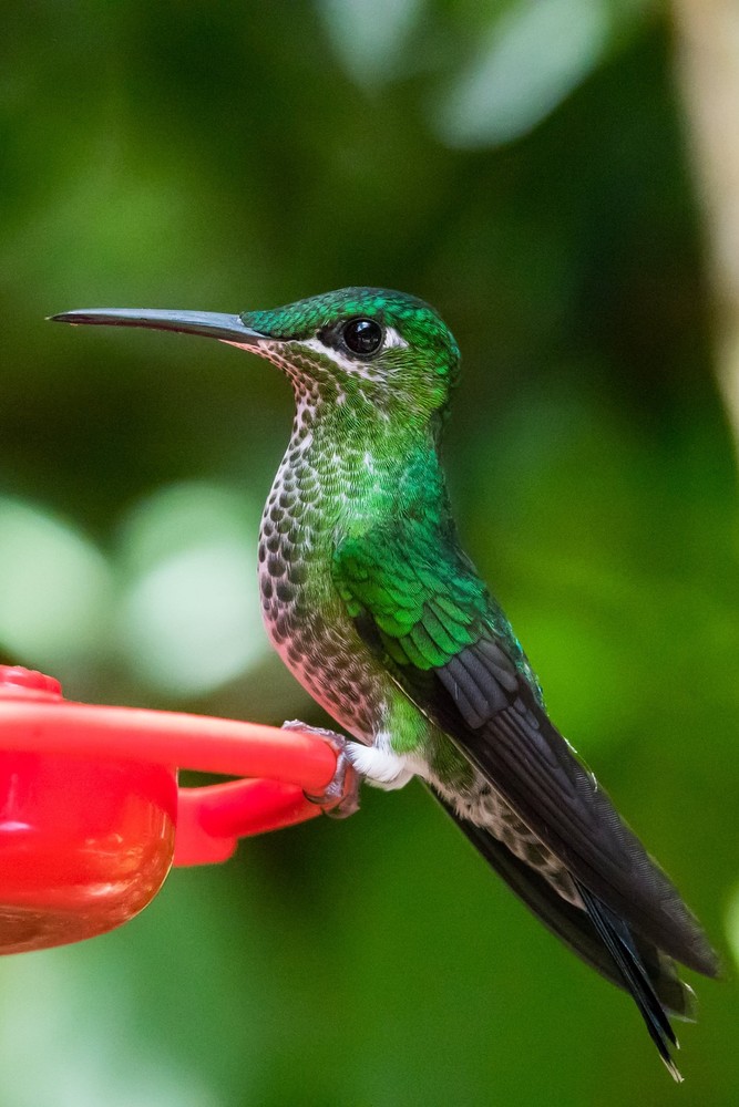 First Hummingbird Feeder 32 oz Red