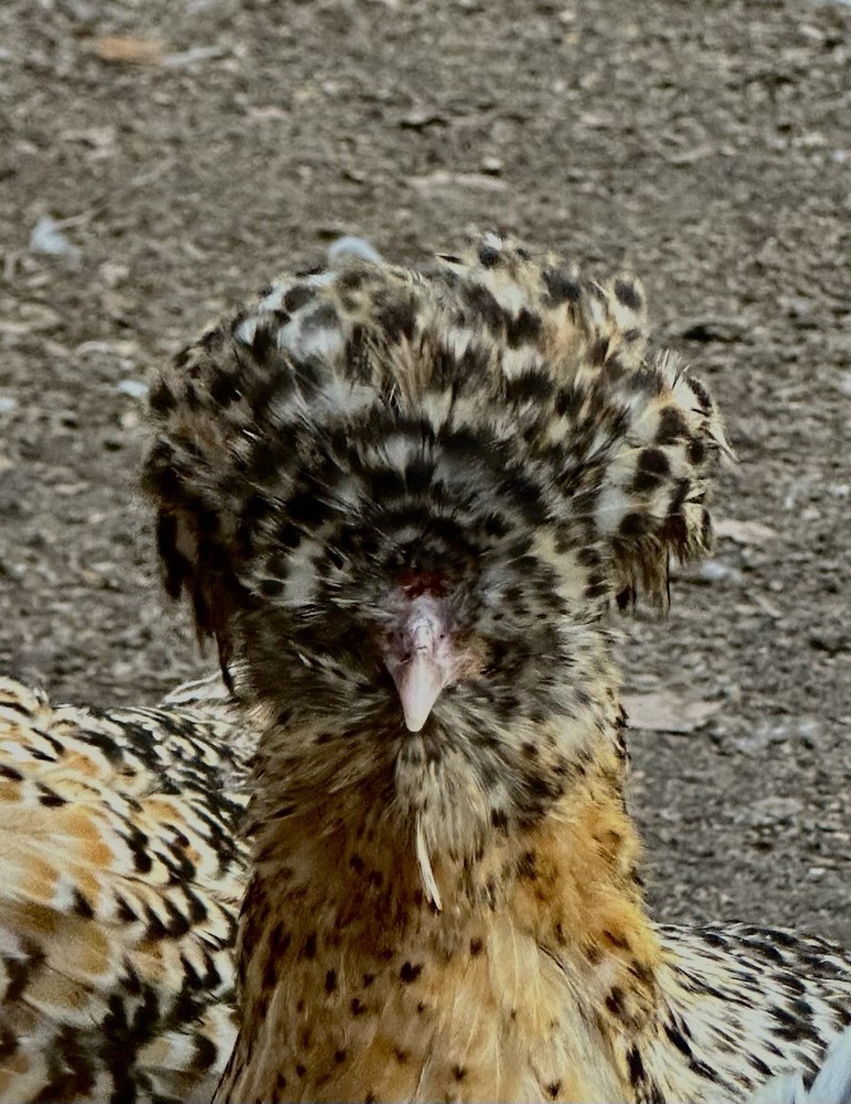 12+++Extra Candy Corn Polish Fertile Hatching Eggs