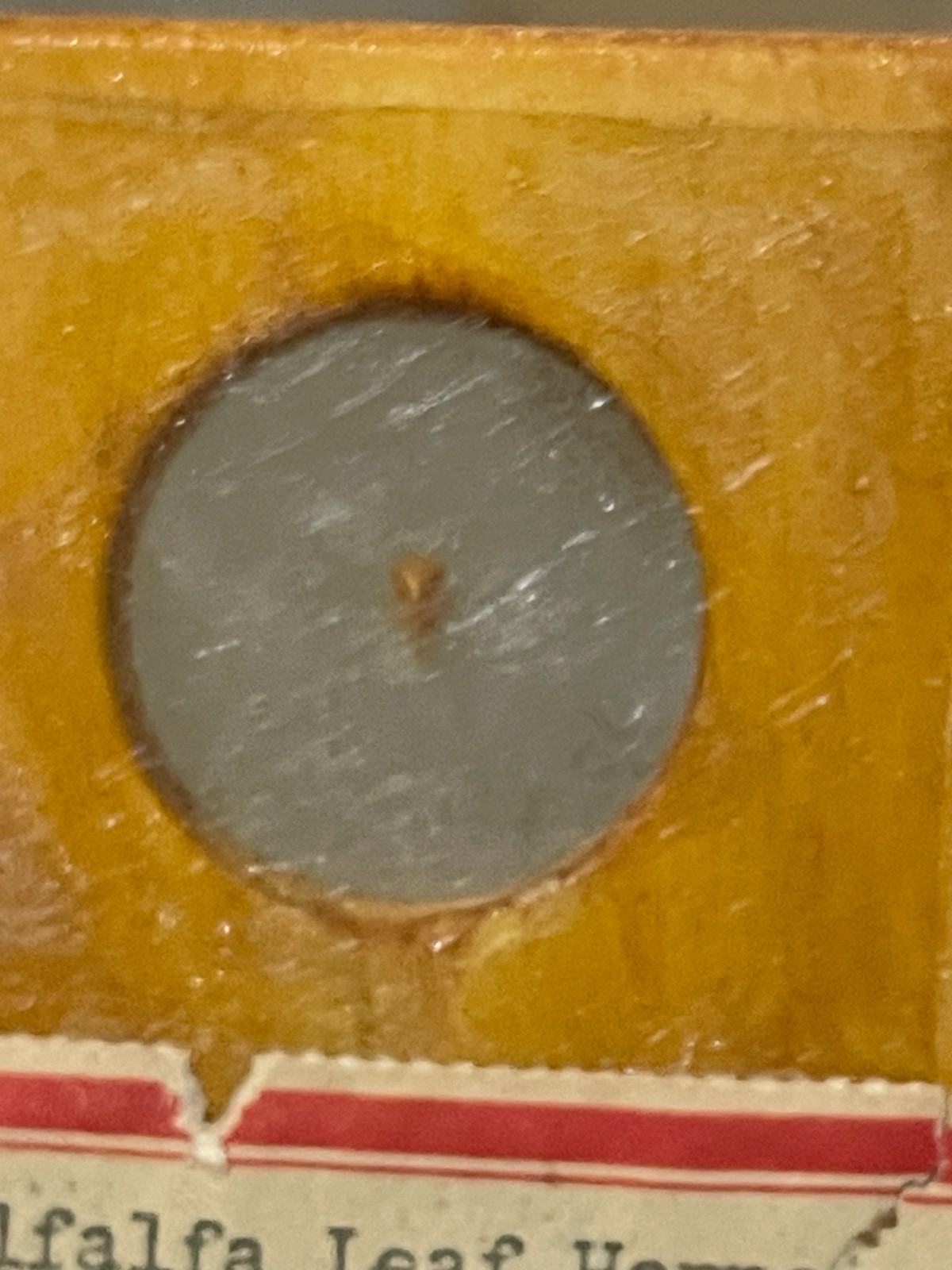 Entomology Slides Microscope Biology Insects With Box 1950's