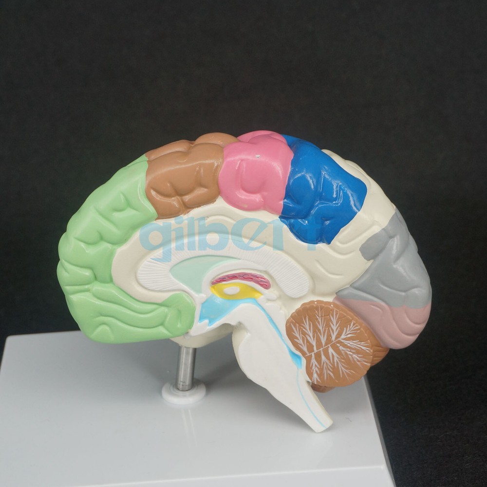 Color Brain Domain Anatomy Anatomical Model Right Brain Medical Function