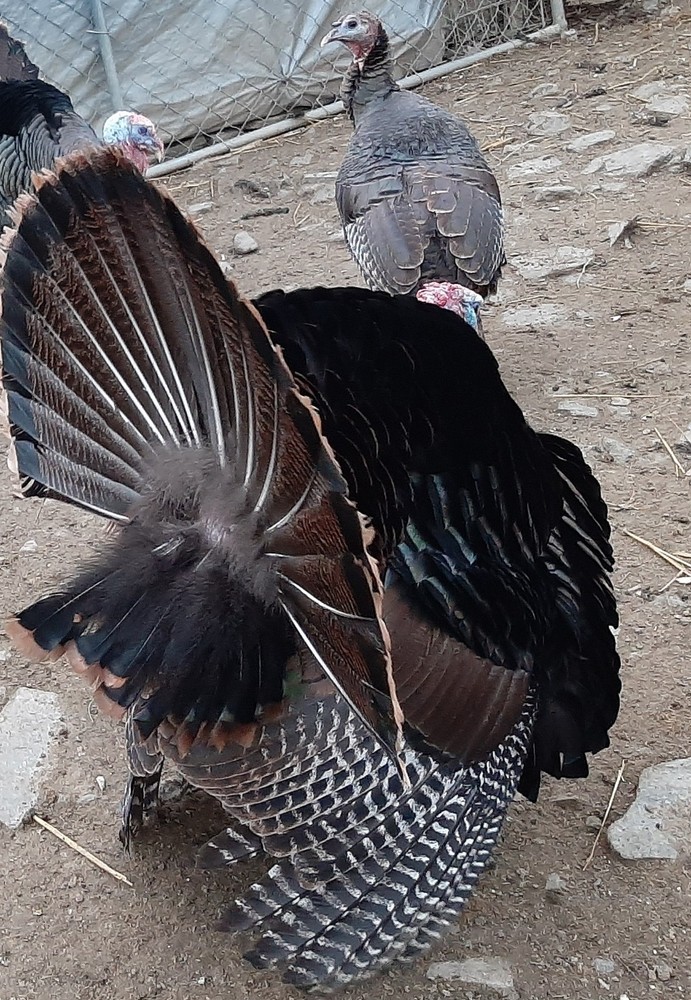 12 Eastern Wild Turkey Hatching Eggs