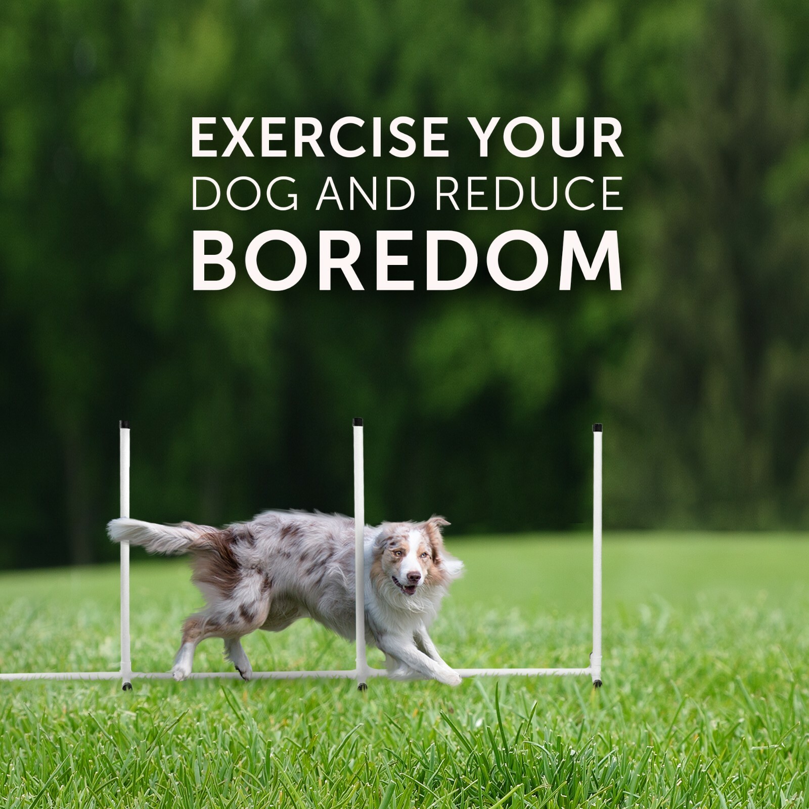 Better Sporting Dogs Complete Starter Agility Set for Dogs 5 Piece Set