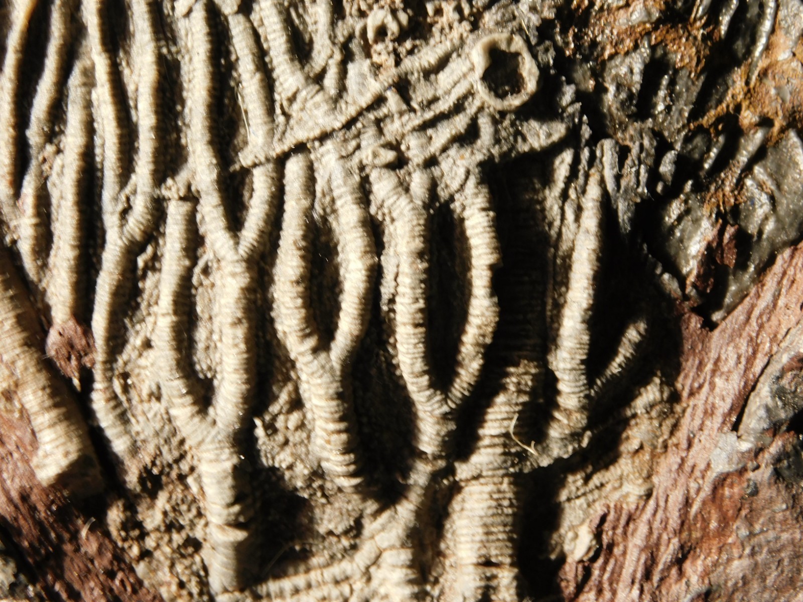 430 Million Year Old! CRINOID Fossil or Sea LILY Fossil Morocco 505gr