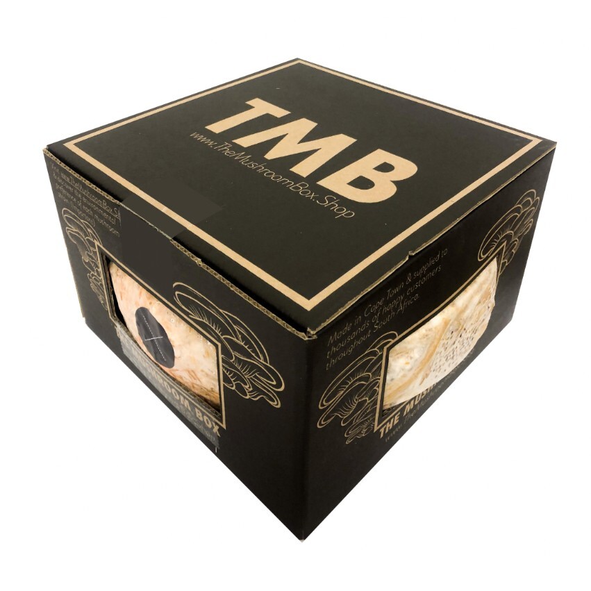 Brown Oyster - Mega Mushroom box