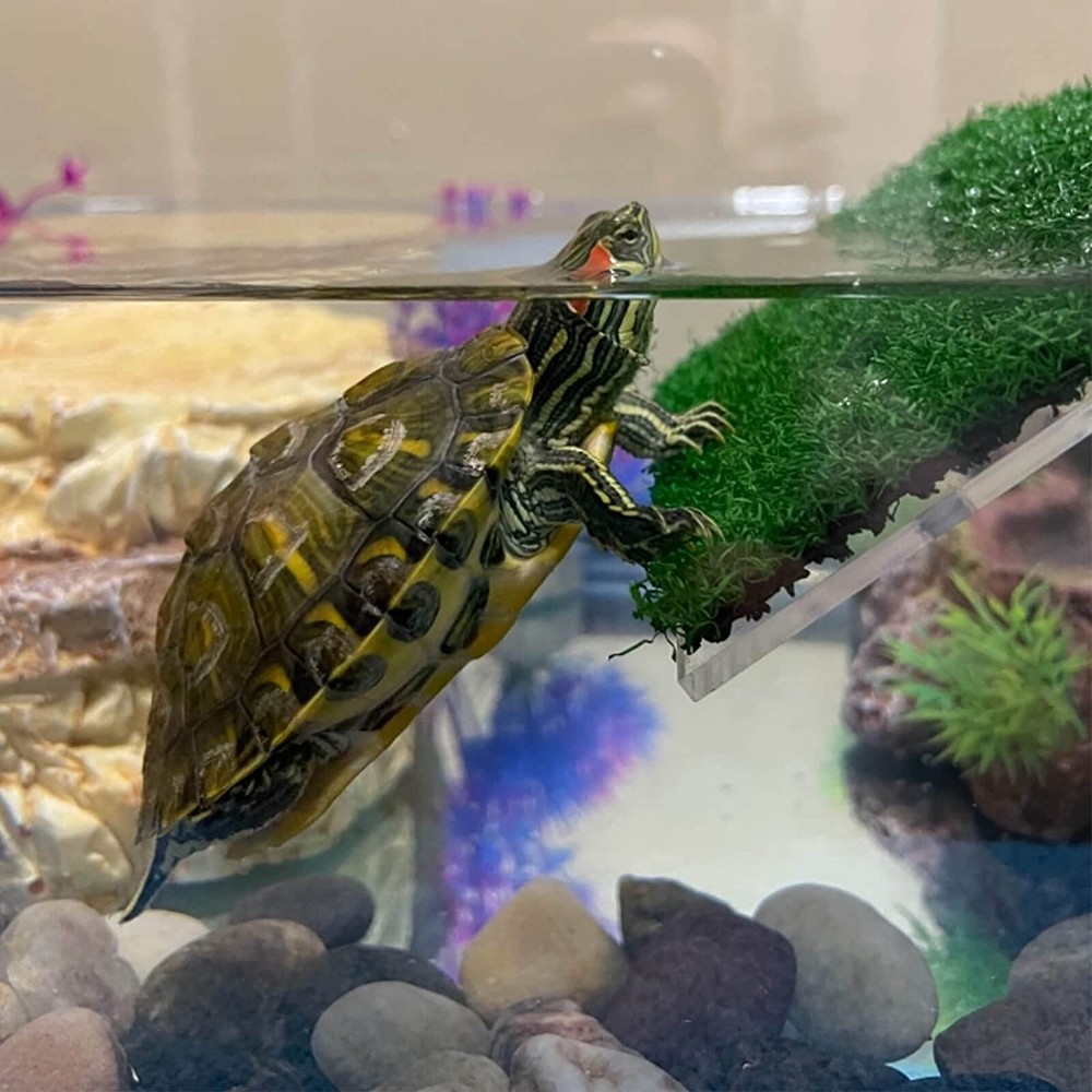 Lawn Turtle Basking Platform Turtle Resting Basking Platform, Simulation4358