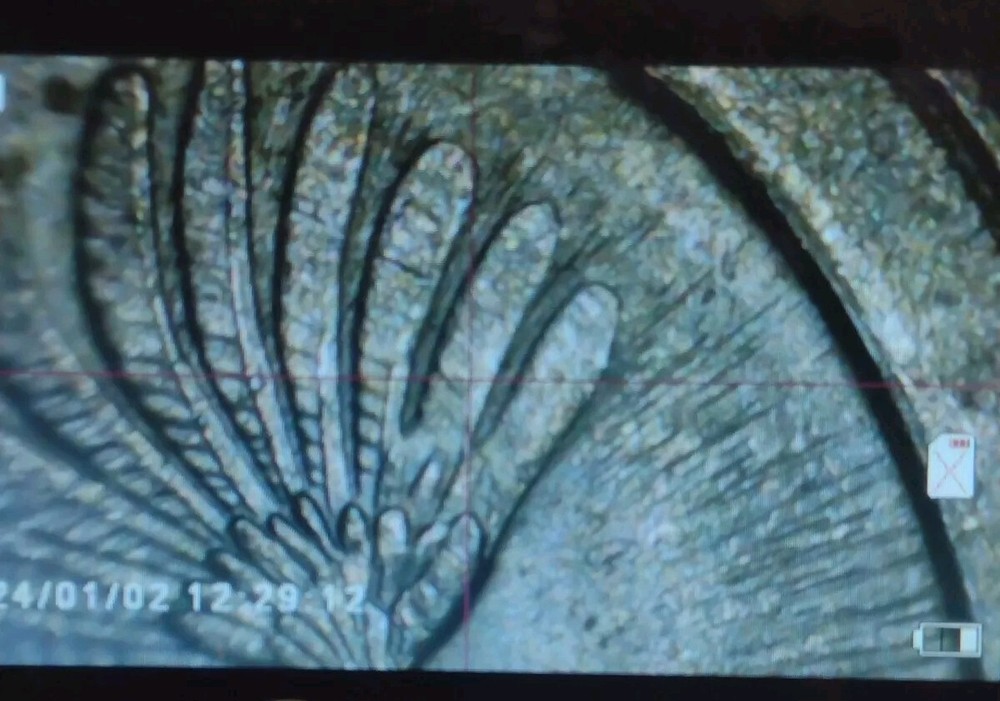 2015 Kisatchie Quarter Strike Thru Error