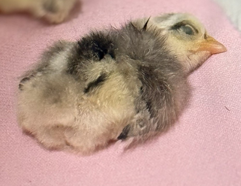 18++Small/Micro A&B SERAMA Hatching Eggs