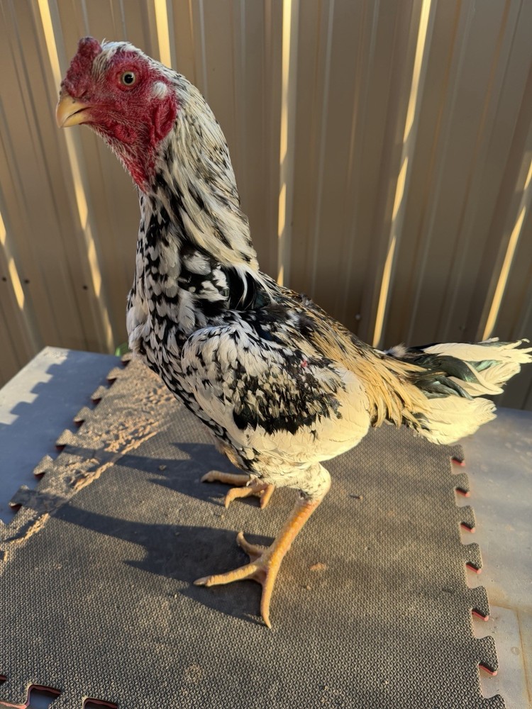 Live farm chicken