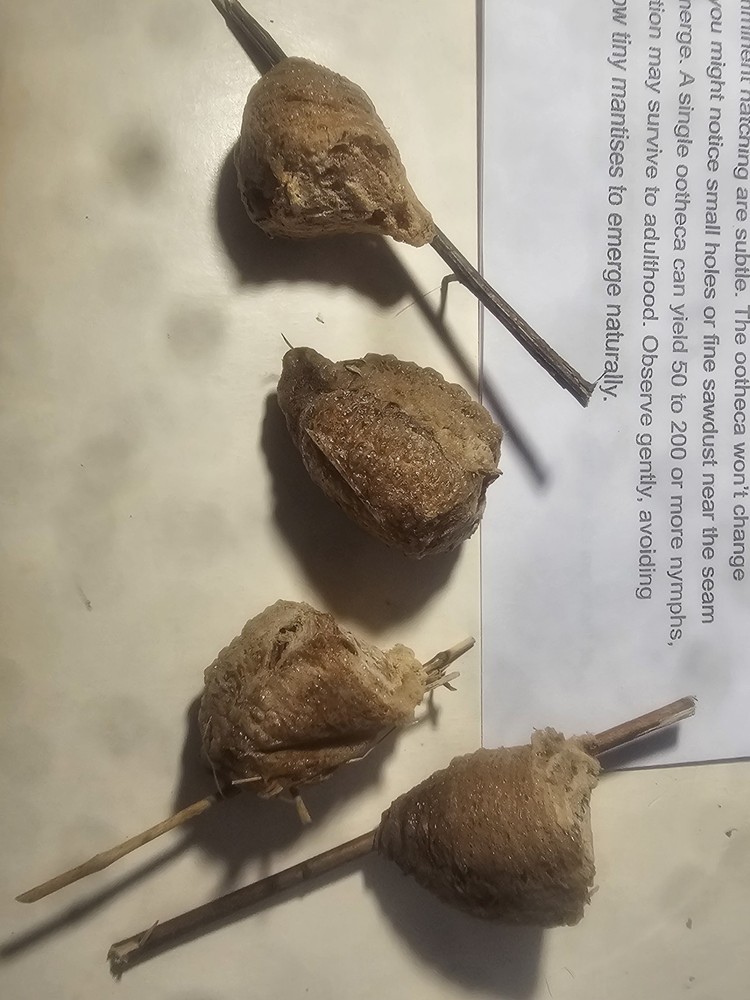 FOUR PIECES LIVE PRAYING MANTIS EGG CASE OOTHECA FOR 2026 HATCHING