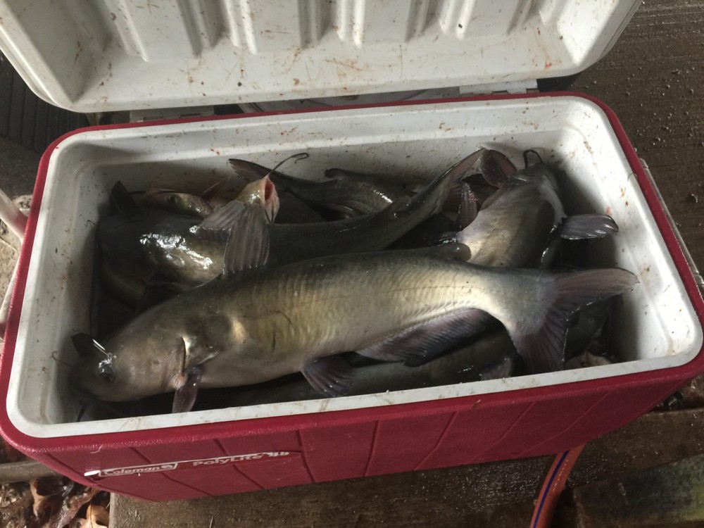 Catfish Crack