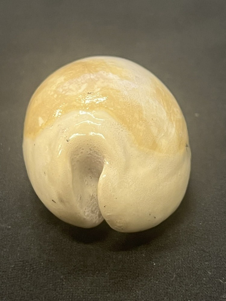 EXTINCT Fossilized COWRIE Shell From Central Florida, Pliocene Era.