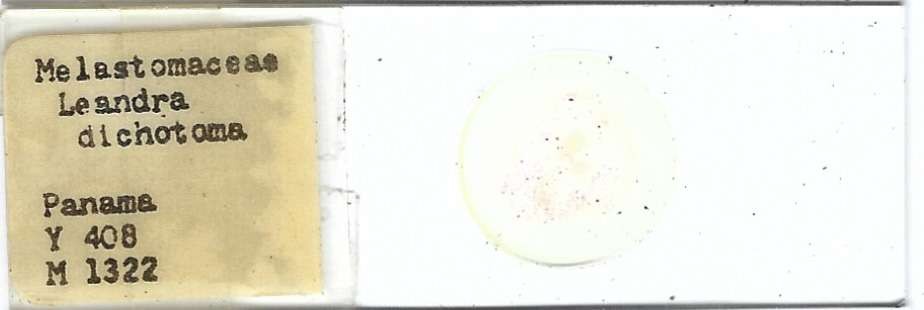 Leandra dichotoma Pollen Microscope Slide