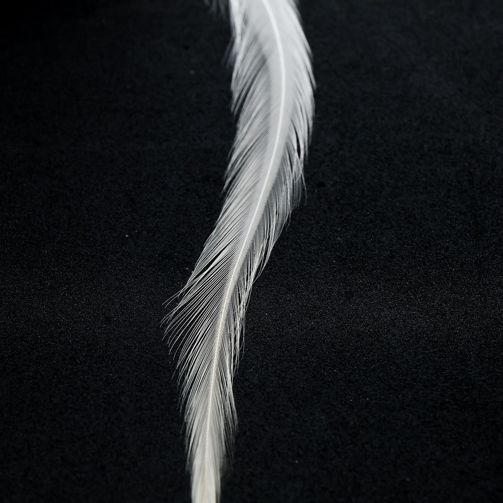 Metz Hackle Deceiver Pack - White