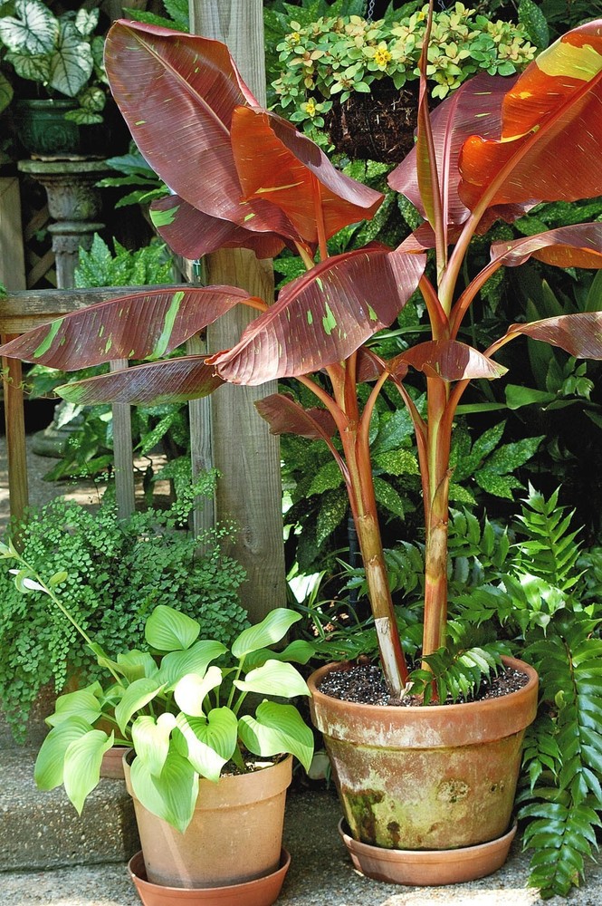 Musa - 'Siam Ruby' - Live Banana Plant