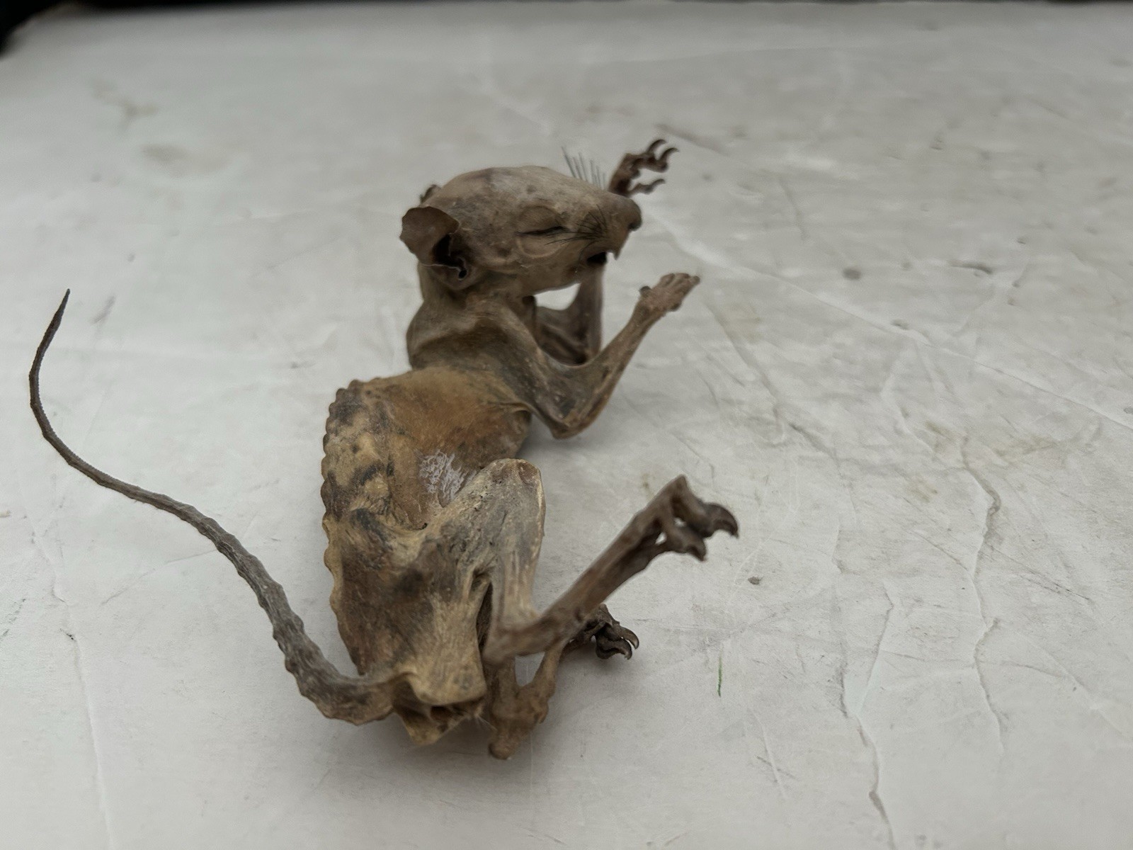 Mummified Baby Squirrel Unusual Unique