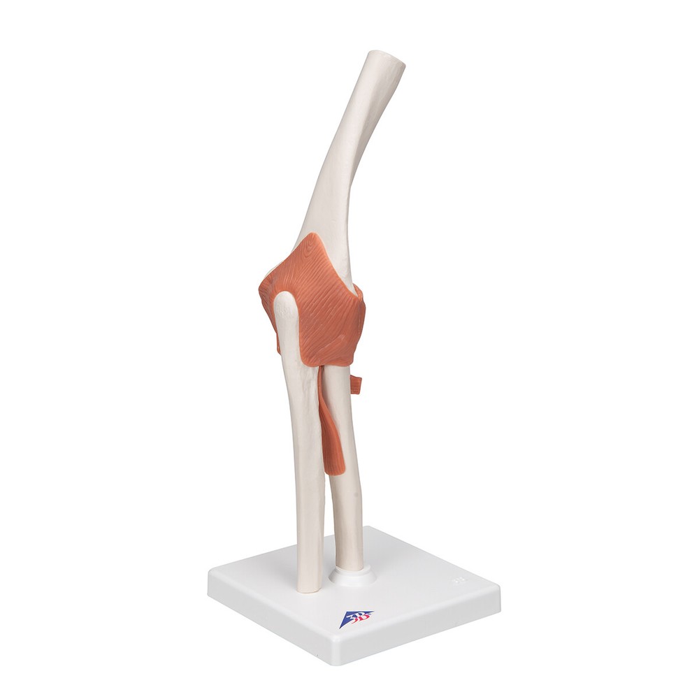 3B Scientific Functional Human Elbow Joint Model with Ligaments A83