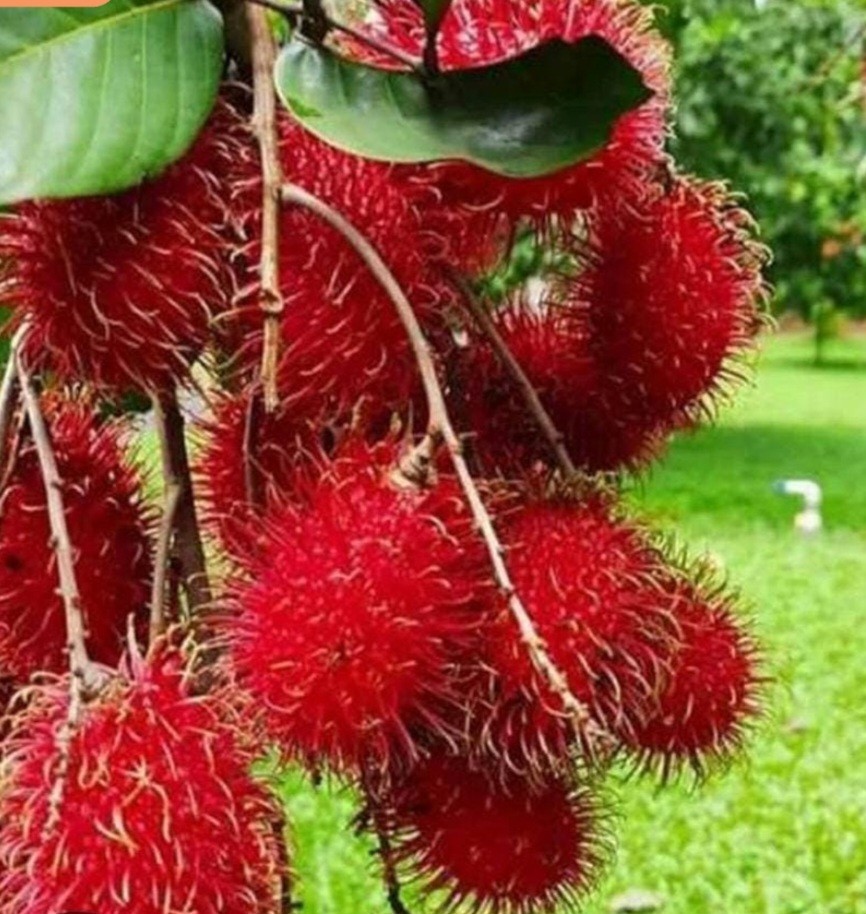 Rambutan Tree Live Tropical Fruit Tree Exotic Lychee-Like Fruit / 1 feet