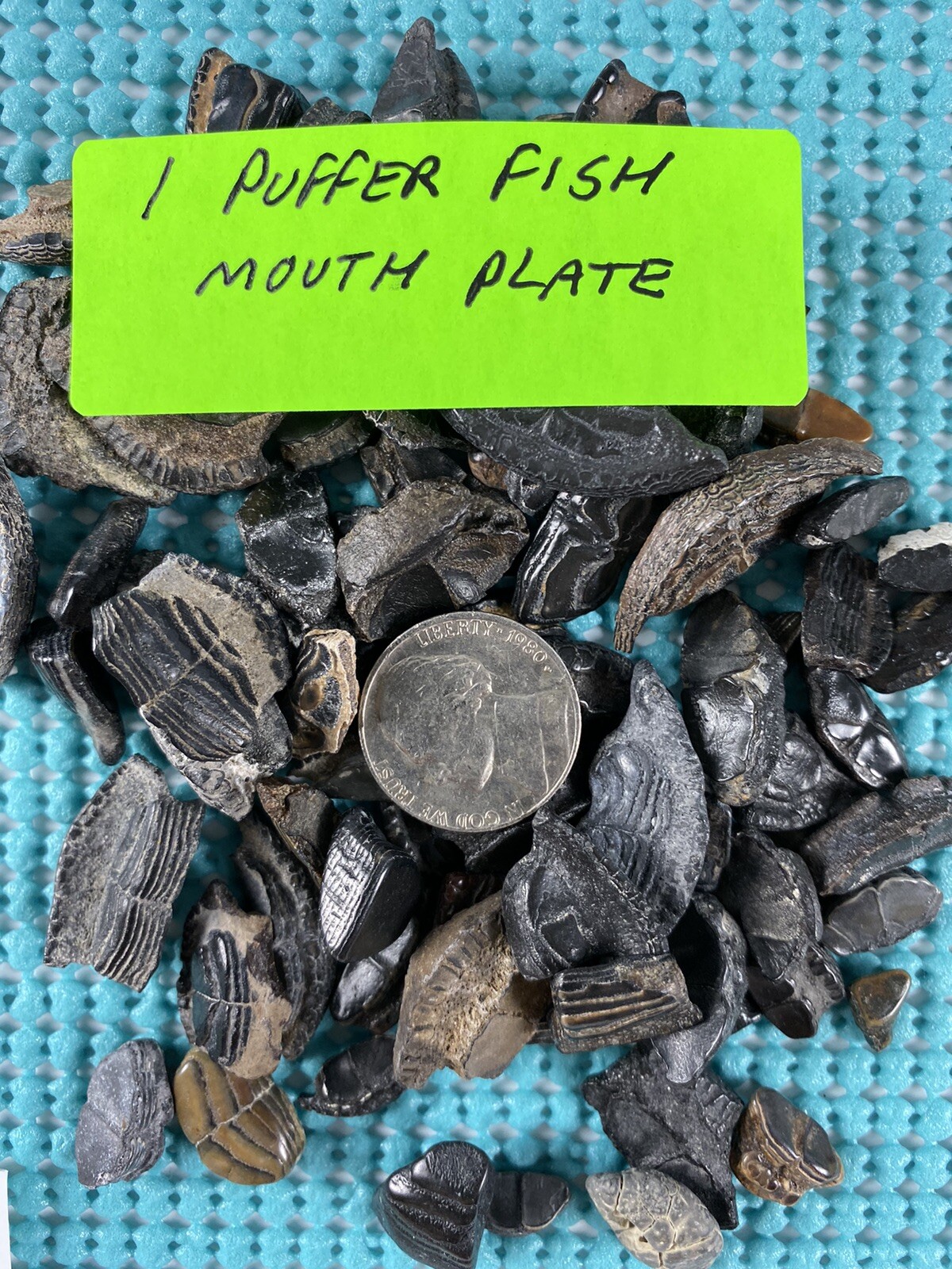 150 Piece Shark Teeth / Fossil Starter Kit From Venice Florida