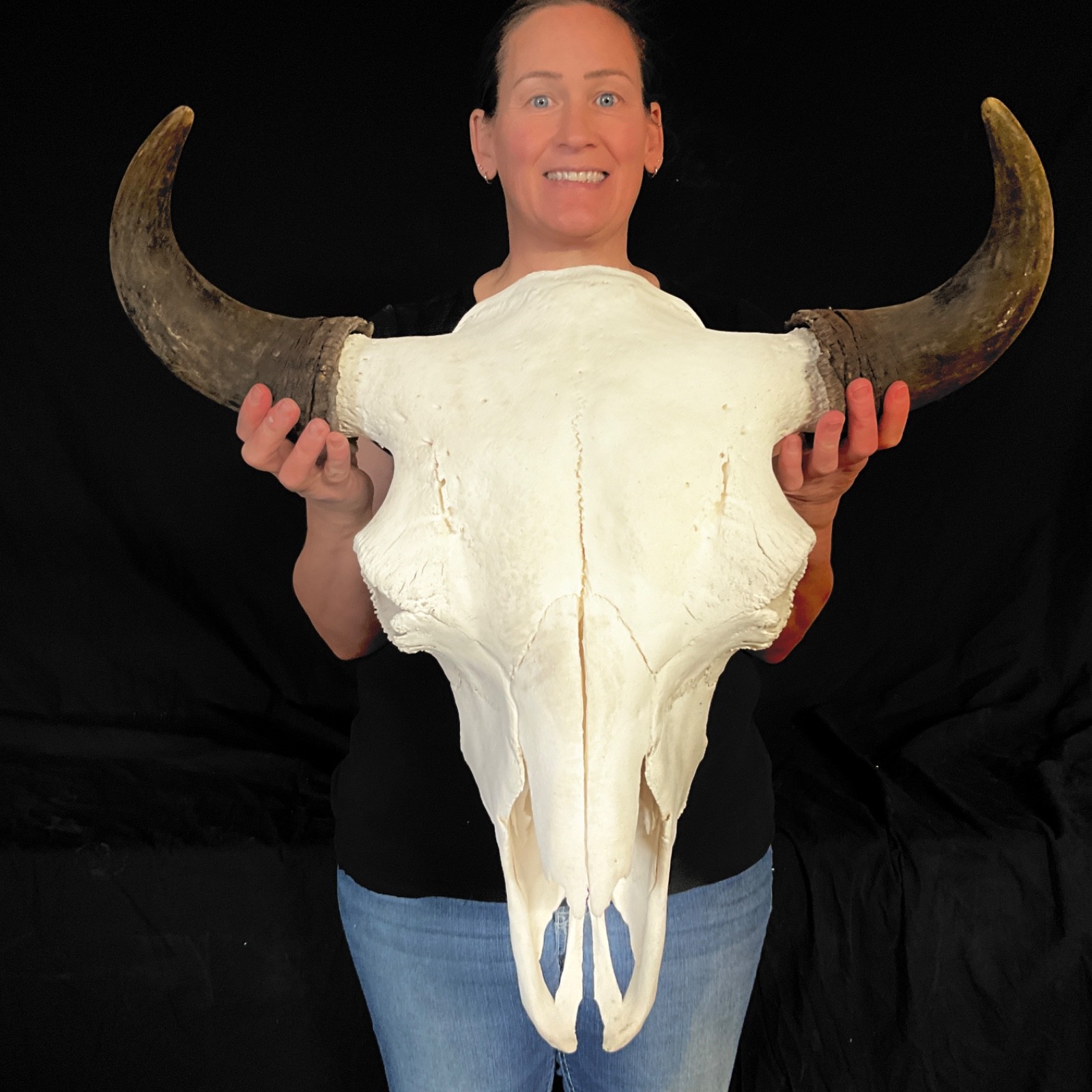 Buffalo skull Rustic decor taxidermy 378
