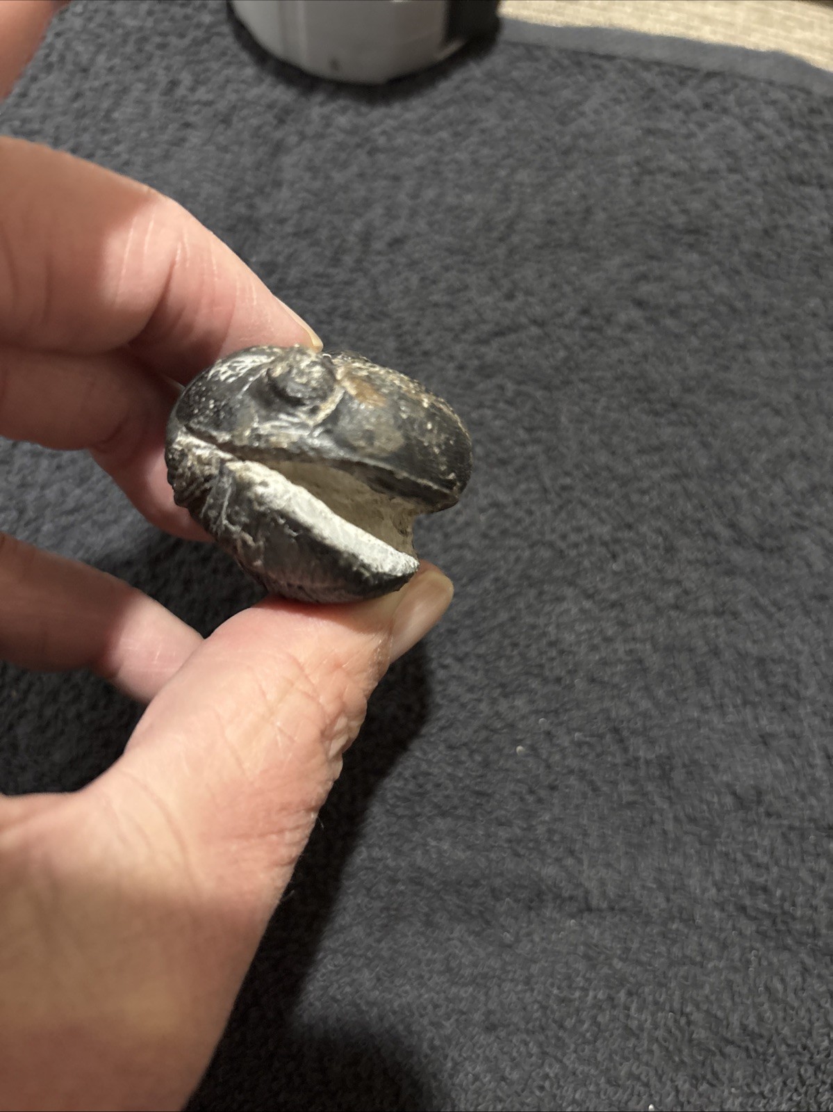 Rolled Pedinopariops Devonian. A Bit Rough, But Still Pretty Good. Good Size