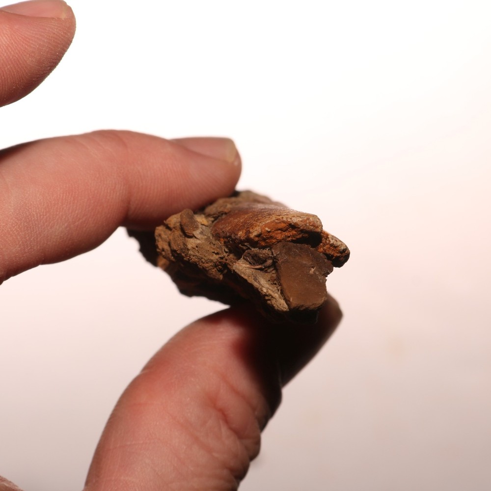 Dino Process Vertebra - Fossil Dinosaur Hell Creek Formation Cretaceous