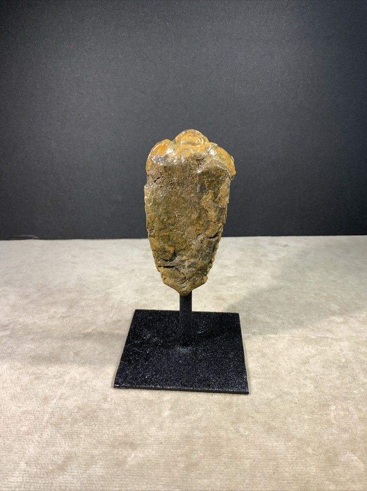 Trilobite Fossil on Stand