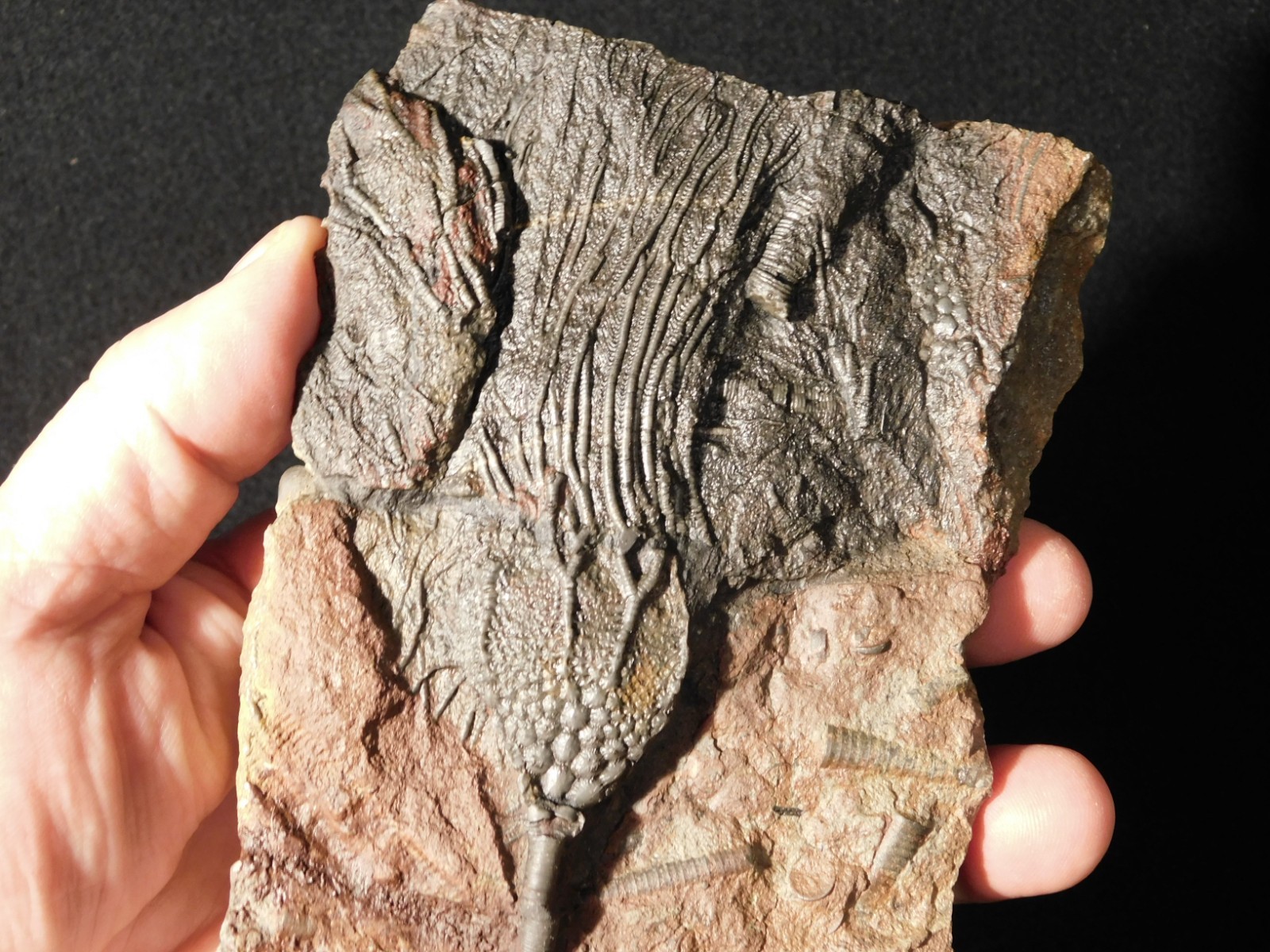 LARGER! 430 Million Year Old! CRINOID Fossil or Sea LILY Fossil Morocco 686gr
