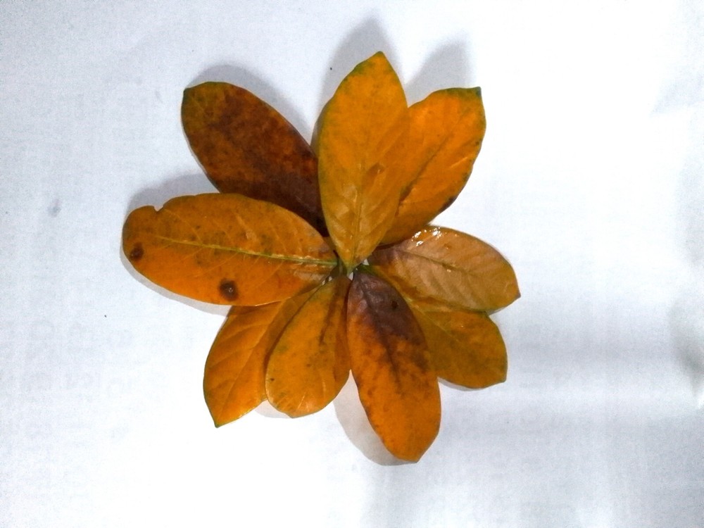 DRIED JACK FRUIT LEAVES CEYLON JACK FRUIT LEAVES 50 LEAVES
