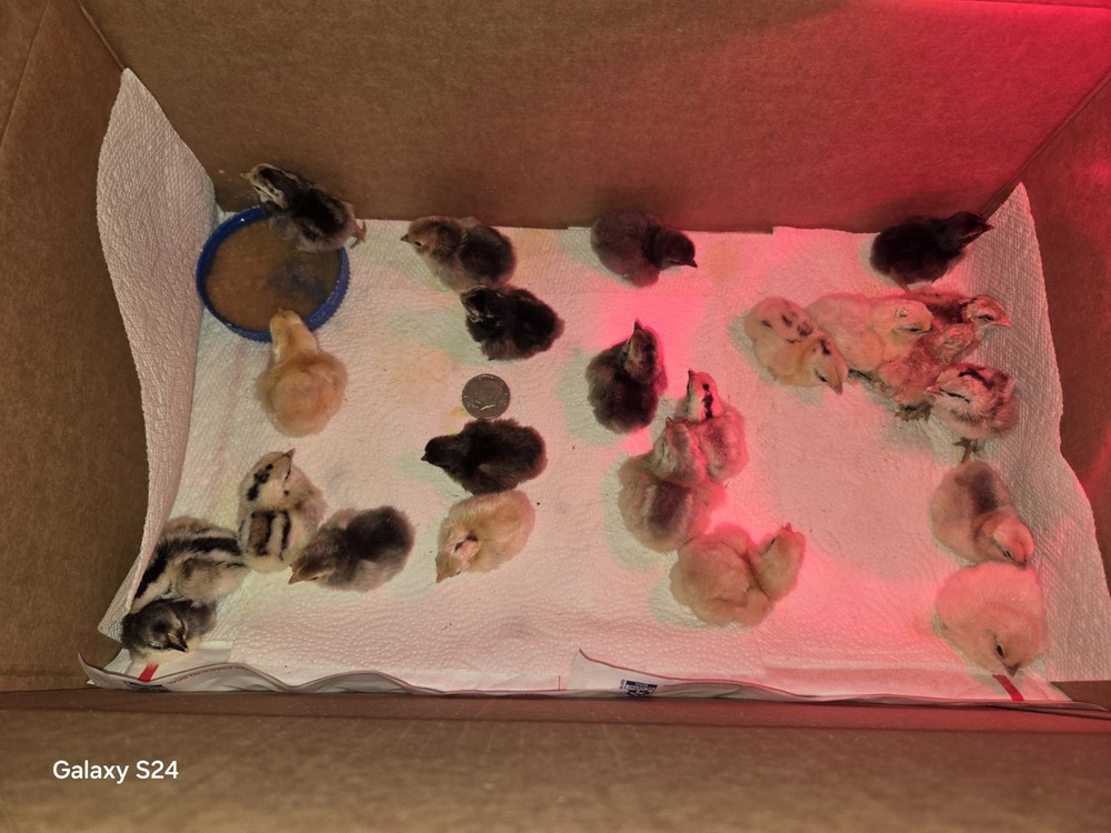 6++ Extreme Malaysian Serama Chicken Hatching Eggs (micro)