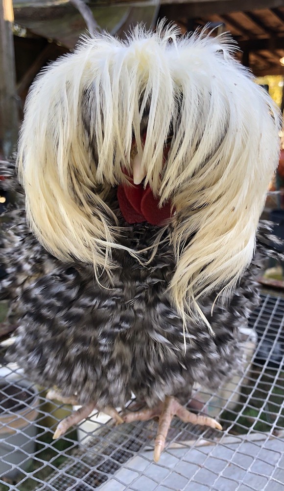 Polish Frizzle Hatching Eggs 15+ NPIP