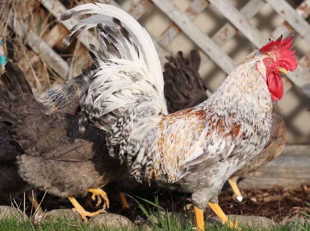 10++ NPIP Crested Cream Legbar Hatching Eggs - Read Description