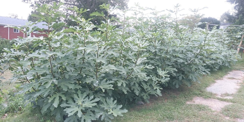 WHITE MADEIRA FIG TREE - 1 Bare root 2 years old