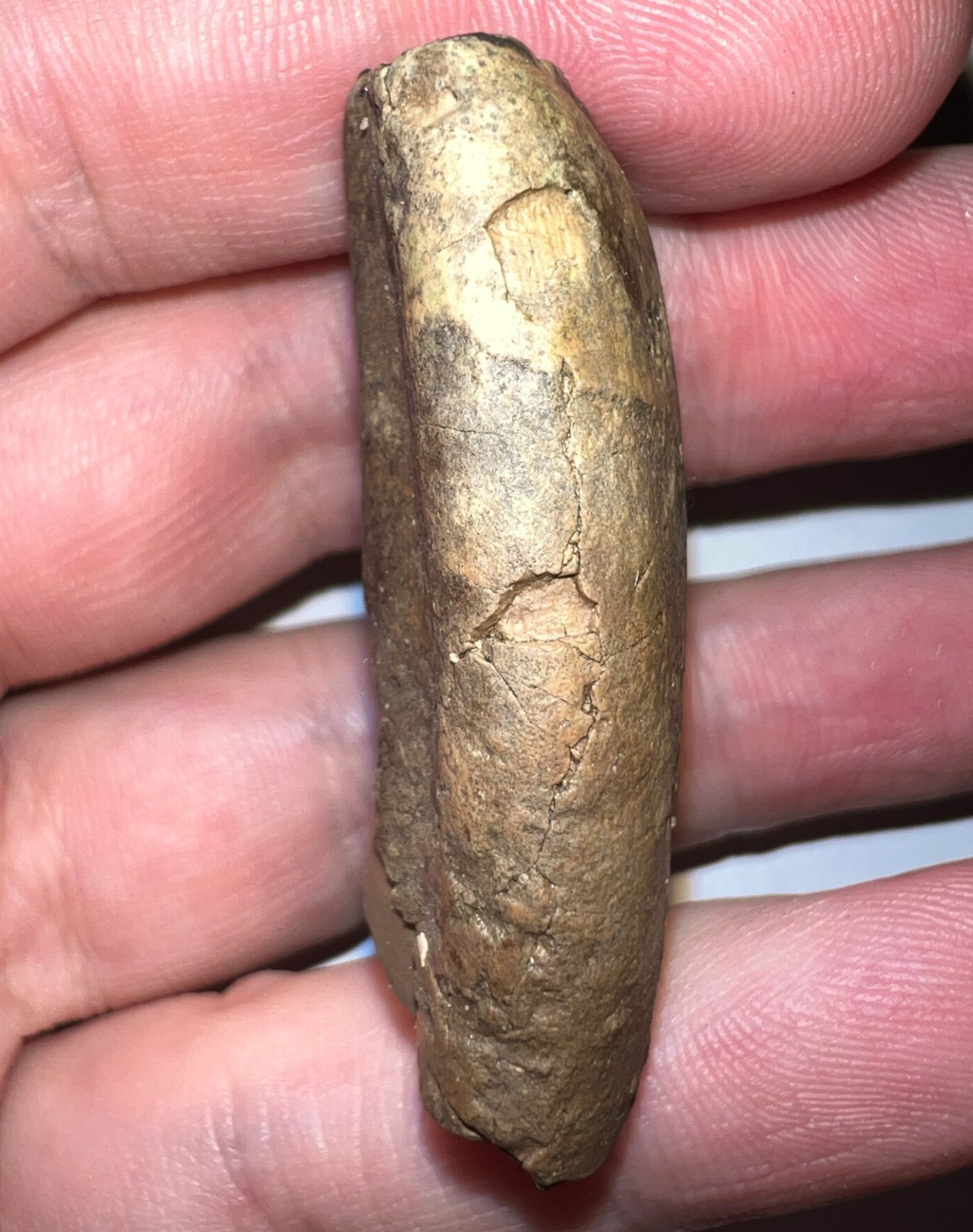 Rare Ice Age Fossil GROUND SLOTH MEGALONYX CANINE TOOTH 1.85 INCHES NO REPAIR