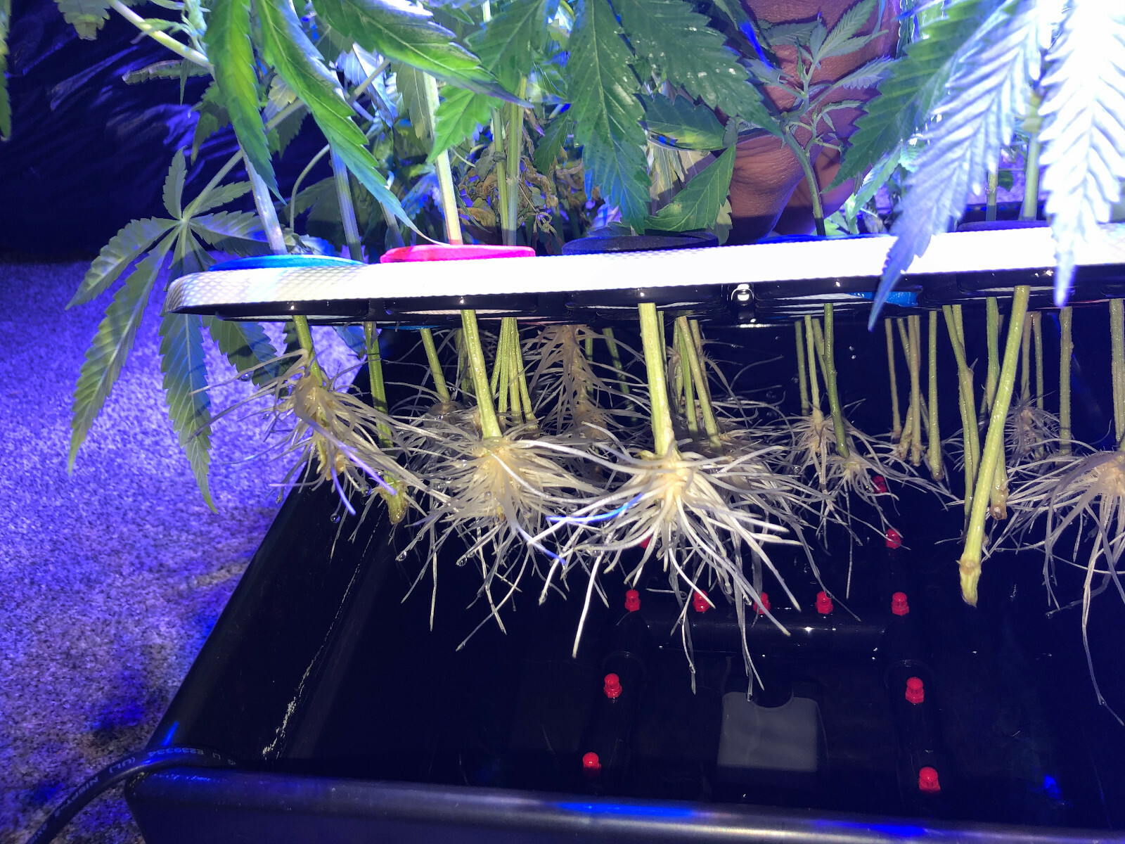 2 COMPLETE CLONE KING 25 SITE AEROPONIC CLONING MACHINES MAKES IT EASY 2 CLONE!