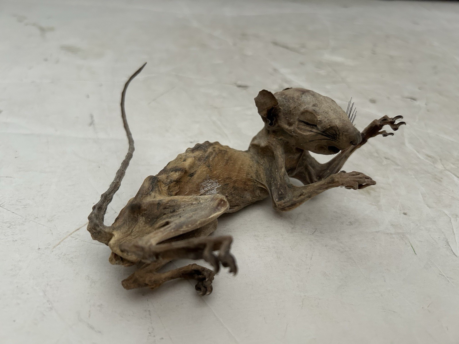 Mummified Baby Squirrel Unusual Unique