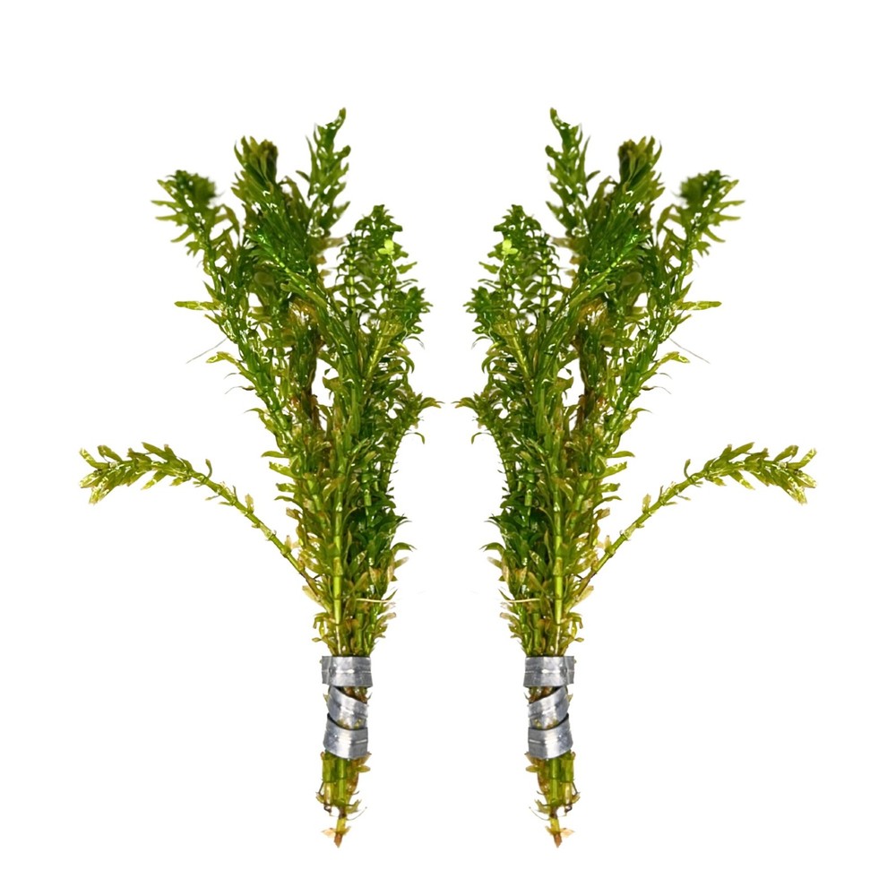 Anacharis and Hornwort Bundle
