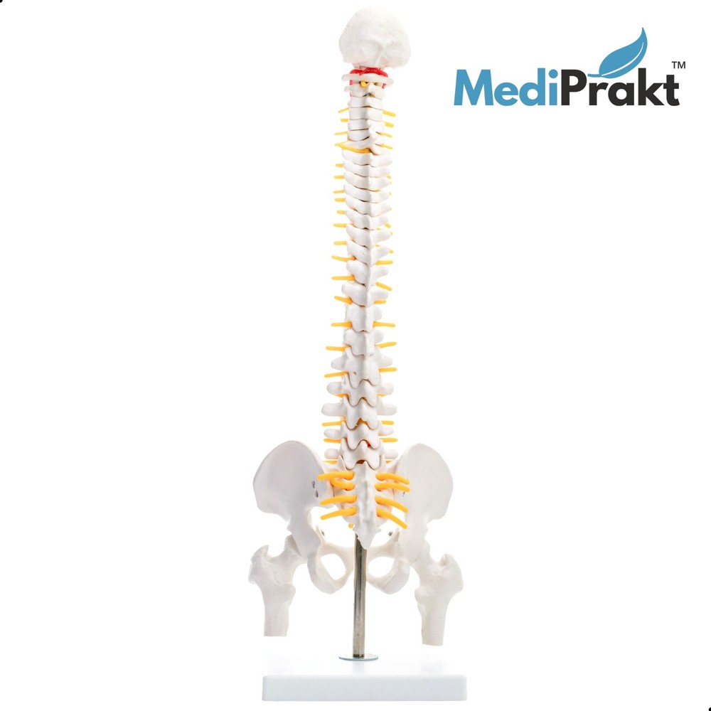 MediPrakt | JOINT MODEL COMBO - 3 | Shoulder Knee & Mini Spine