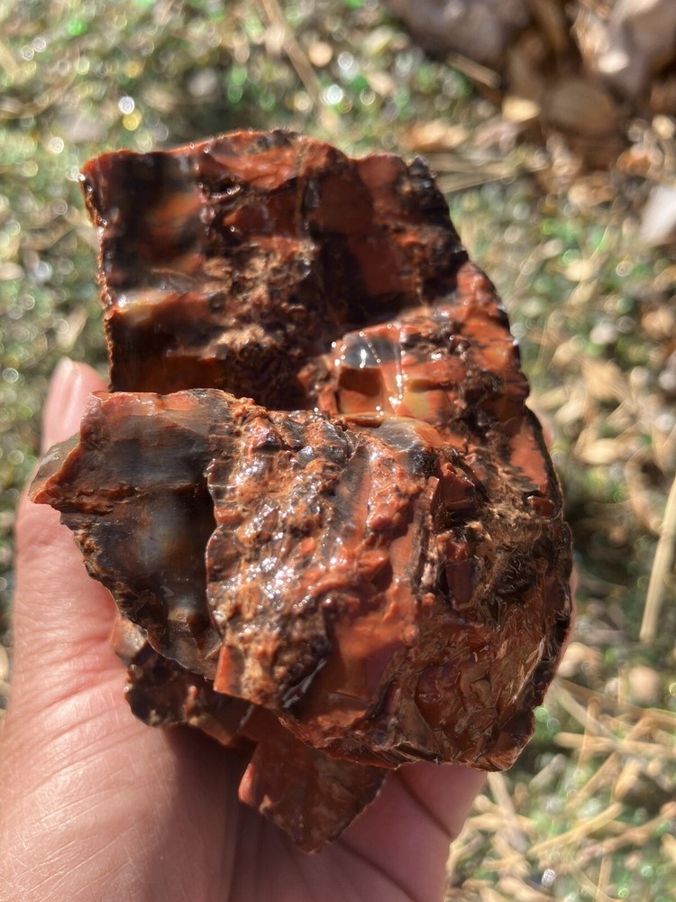 Arizona Petrified Wood