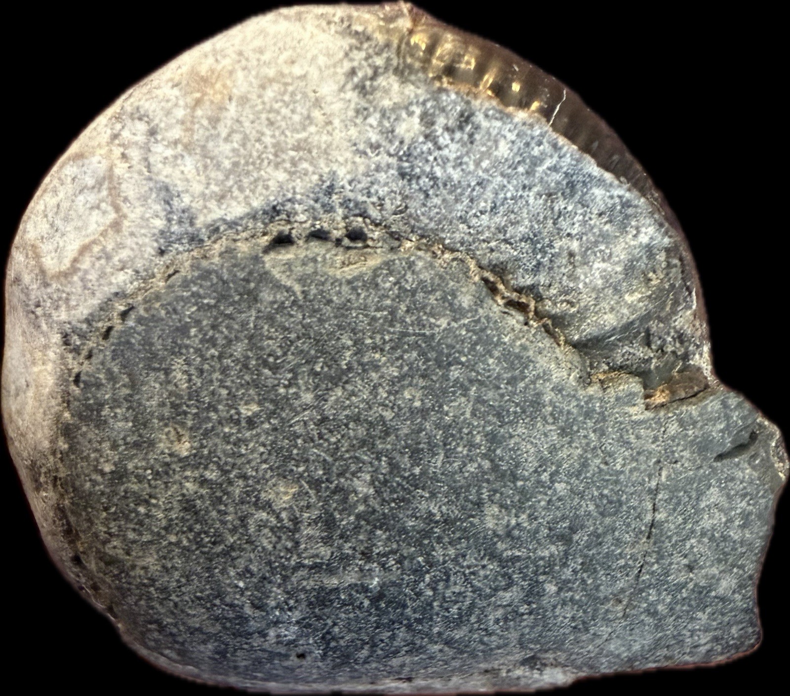 Fossil Ammonite - Dactylioceras sp. Great Britain. Crystals
