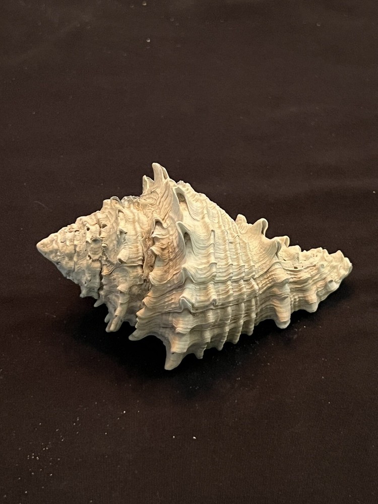 EXTINCT Fossilized VASE Shell From Central Florida & BONUS Shell.